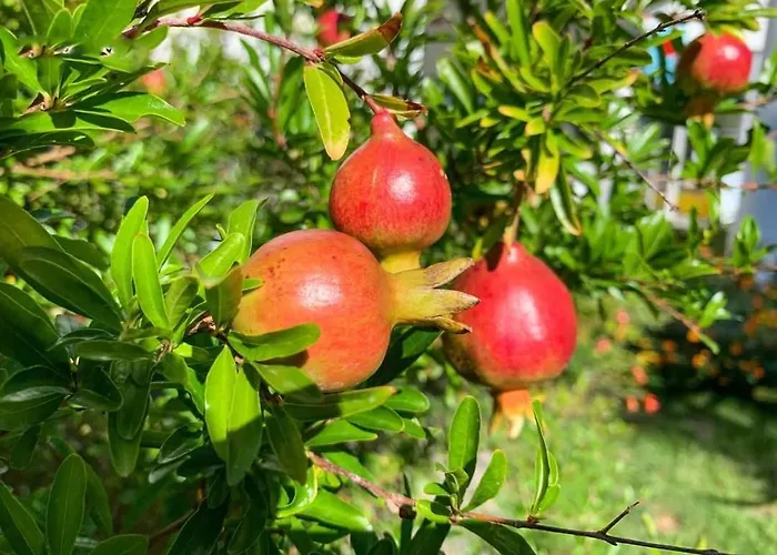 Mobile Homes Soline Vakantiepark